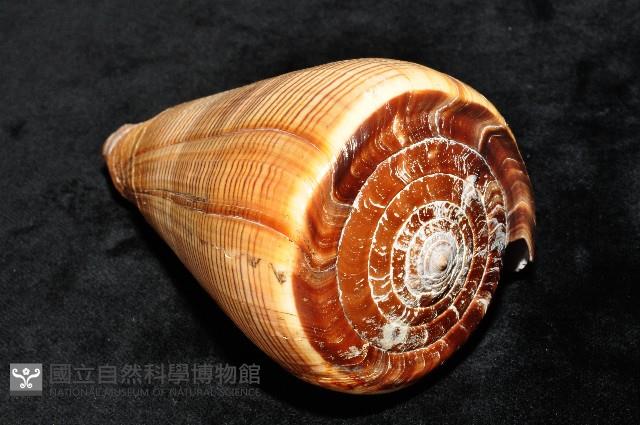 登錄號:007819-00057藏品圖，第8張