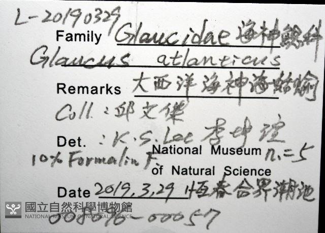 大西洋海神海蛞蝓藏品圖，第8張