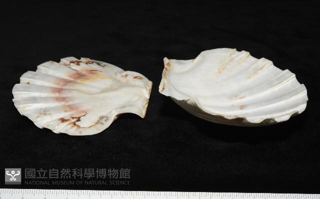 白碟海扇蛤藏品圖，第8張