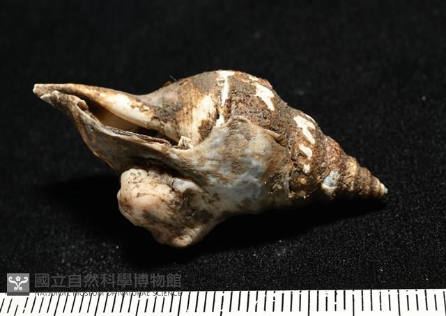 造殼海葵之一種藏品圖，第8張
