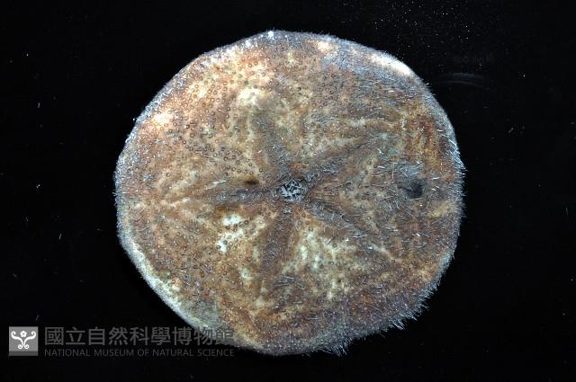 富士餅乾海膽藏品圖，第8張