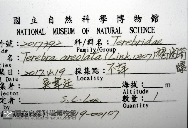褐斑筍螺藏品圖，第8張