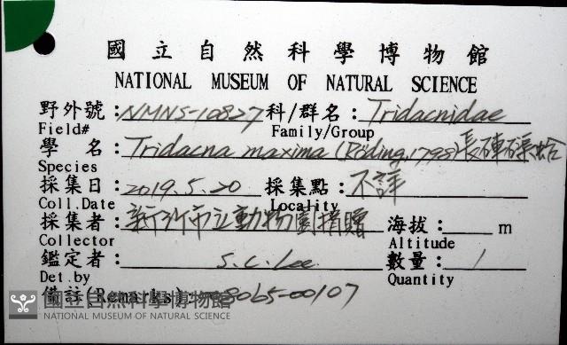 長硨磲蛤藏品圖，第8張