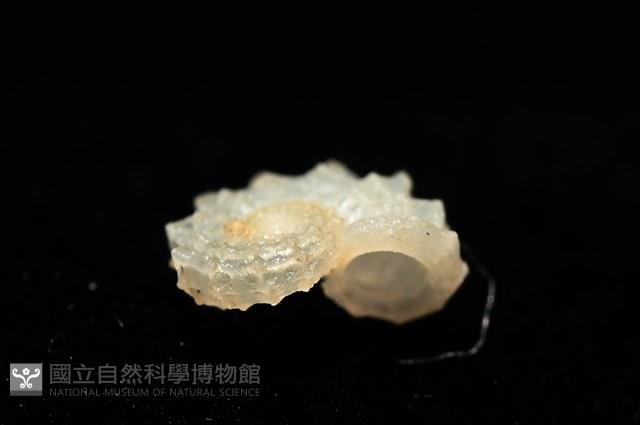 菲律賓花冠螺藏品圖，第8張