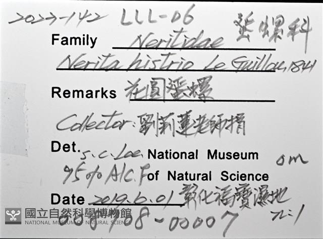 花圓蜑螺藏品圖，第8張