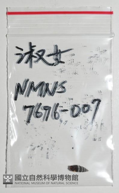 淑女蛹筆螺藏品圖，第8張