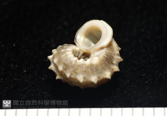 基隆花冠螺藏品圖，第8張