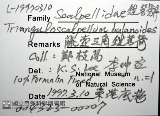 藤壺三角鎧茗荷藏品圖，第8張