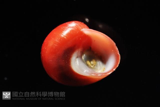 細雨蠑螺藏品圖，第8張
