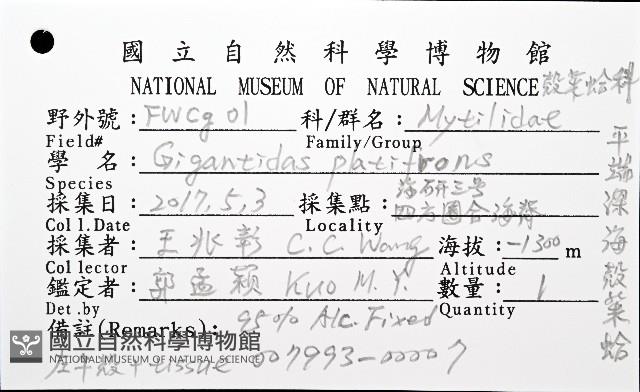 平端深海殼菜蛤藏品圖，第8張
