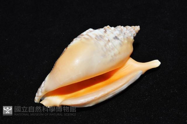 金袖鳳凰螺藏品圖，第8張
