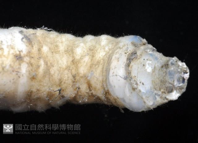 小甲小鎧茗荷藏品圖，第8張