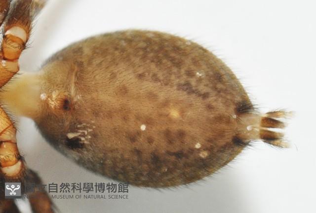 安德遜蠅虎藏品圖，第8張
