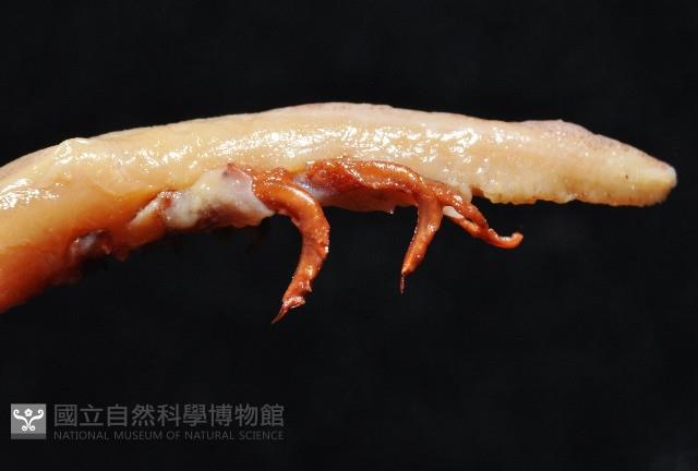 昆氏武裝魷藏品圖，第8張