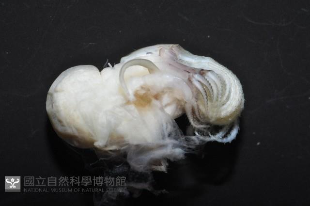 黑潮笠藤壺藏品圖，第8張