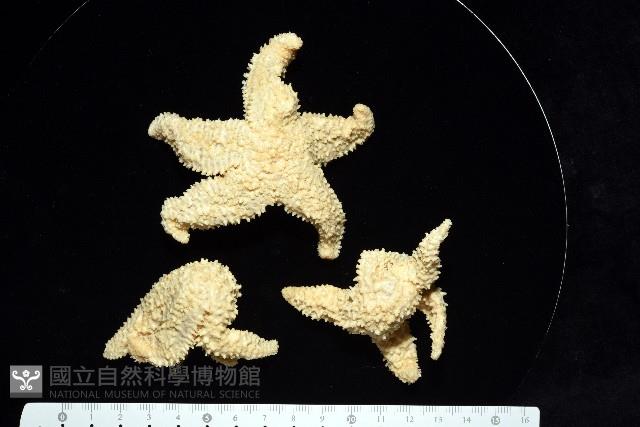 未知種海盤車藏品圖，第8張