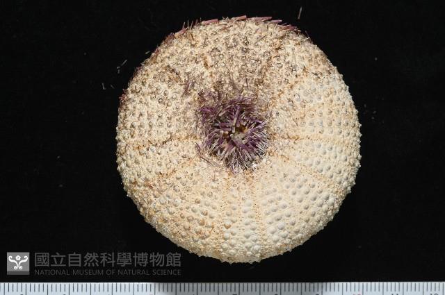 未知種角孔海膽藏品圖，第8張