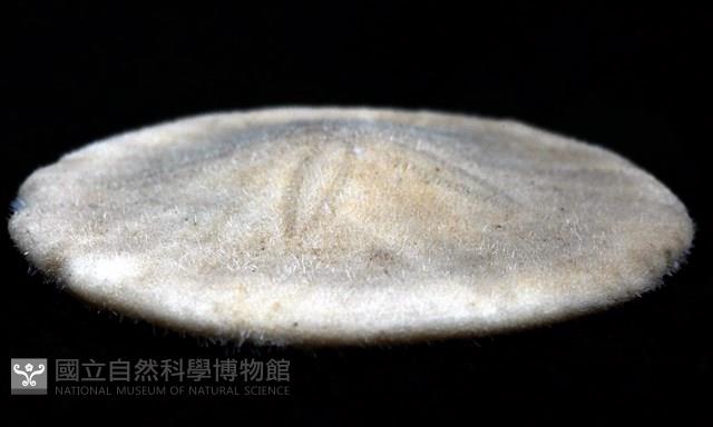 雷氏餅海膽藏品圖，第8張