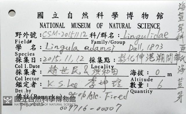 亞氏海豆芽藏品圖，第8張