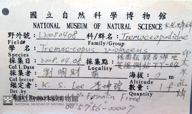 印太水孔蛸藏品圖，第8張