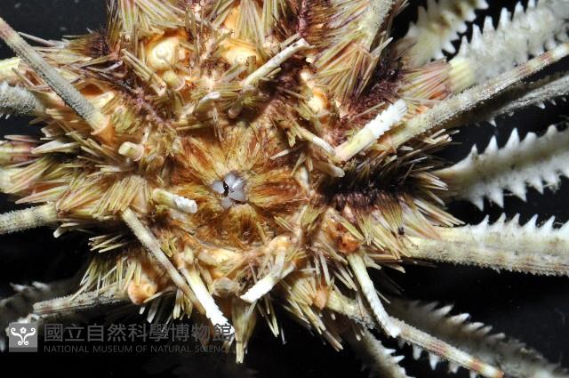 澳洲棘鋸頭帕藏品圖，第8張