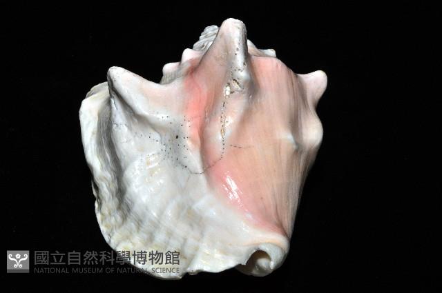 乳白鳳凰螺藏品圖，第8張