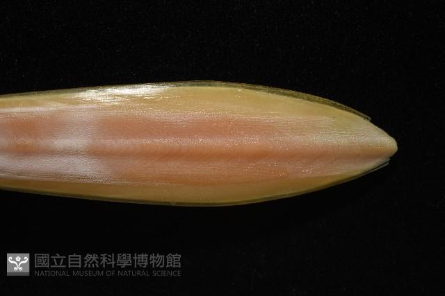 細腕(狹足)烏賊藏品圖，第8張
