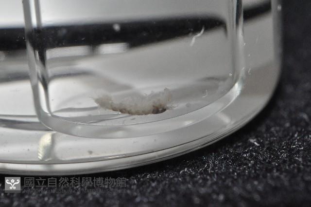 東界原足蟲藏品圖，第8張