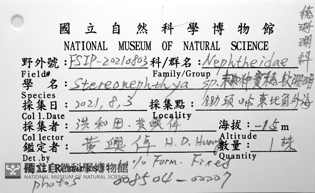 未知種實穗軟珊瑚藏品圖，第8張