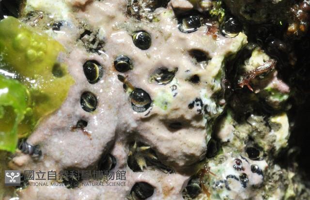 未知種蛇螺藏品圖，第8張