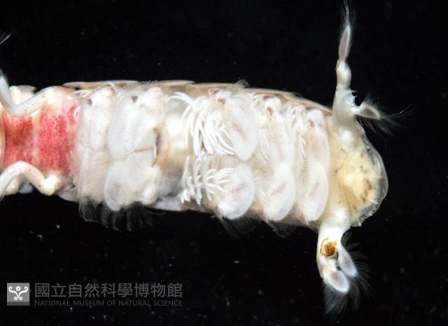 豹斑幼嫩蝦蛄藏品圖，第8張