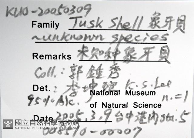 未知種象牙貝藏品圖，第8張
