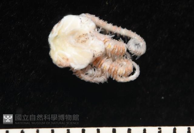 錦疣蛇尾藏品圖，第8張