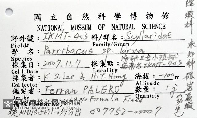 未知種礁岩扇蝦藏品圖，第8張