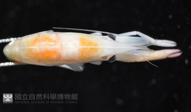 共棲蓋隱蝦(海膽針蝦)藏品圖，第8張