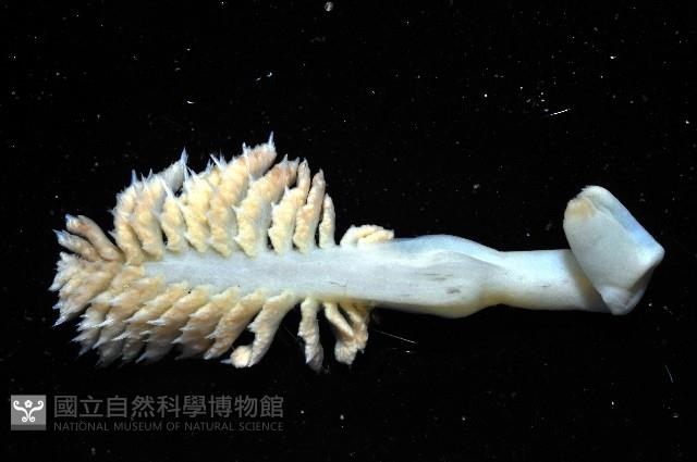 未知種棘海鰓藏品圖，第8張
