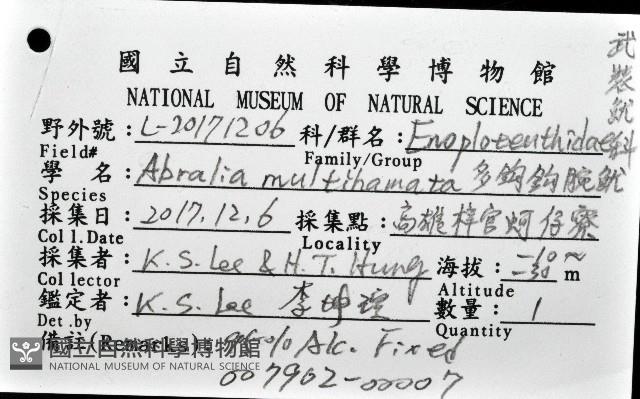 多鉤鉤腕魷藏品圖，第8張