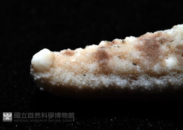 顆粒蛇海星藏品圖，第8張