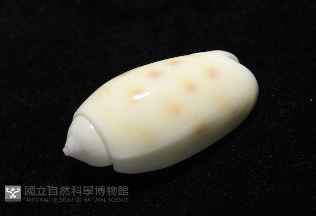 棋盤榧螺藏品圖，第8張