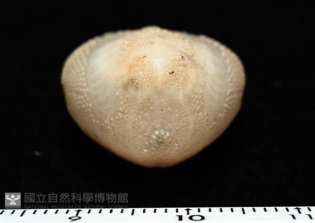 呂宋沐海壺藏品圖，第8張