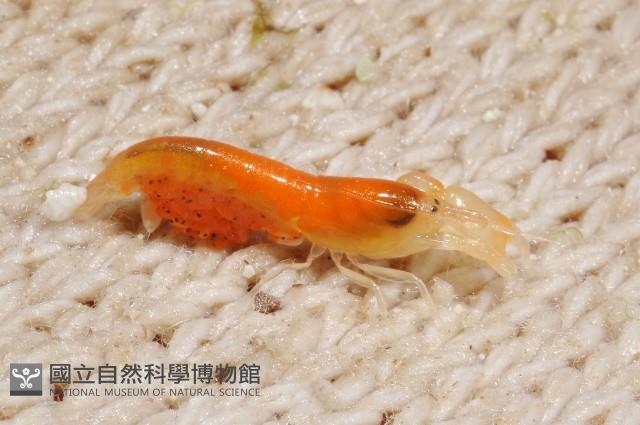 未知種槍蝦藏品圖，第8張