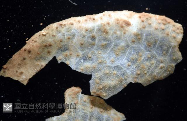 未知種葫蘆海膽藏品圖，第8張