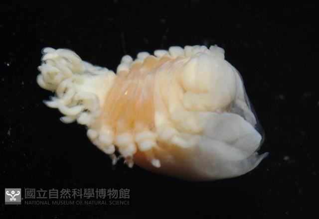中華淺鰓虱藏品圖，第8張