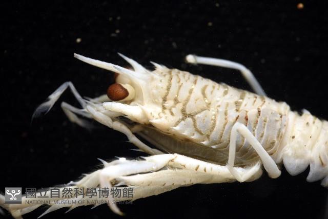 未知種刺鎧蝦藏品圖，第8張