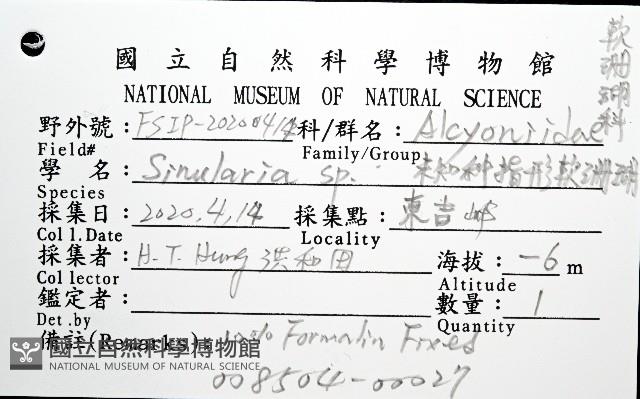 未知種指形軟珊瑚藏品圖，第8張