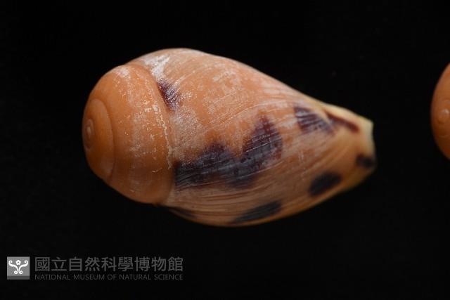 椰子螺藏品圖，第8張