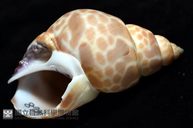 錫蘭鳳螺藏品圖，第8張
