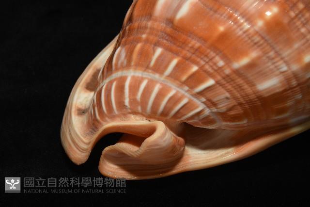 萬寶螺藏品圖，第8張