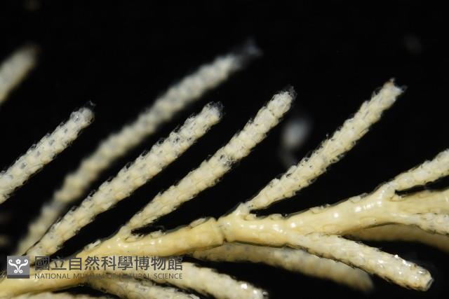 未知種苔蘚蟲藏品圖，第8張