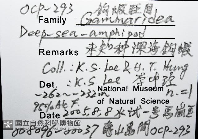未知種深海鉤蝦藏品圖，第8張